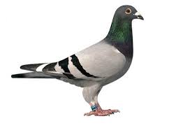 Tips for Preparing Your Pigeons for Racing Season